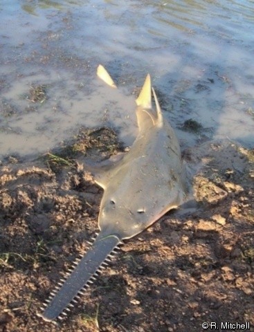 Photo:  Sawfish